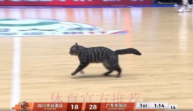首节末段一只猫跑入球场,广东暂领先四川10分 首节末段一只猫跑入球场,广东暂领先四川10分